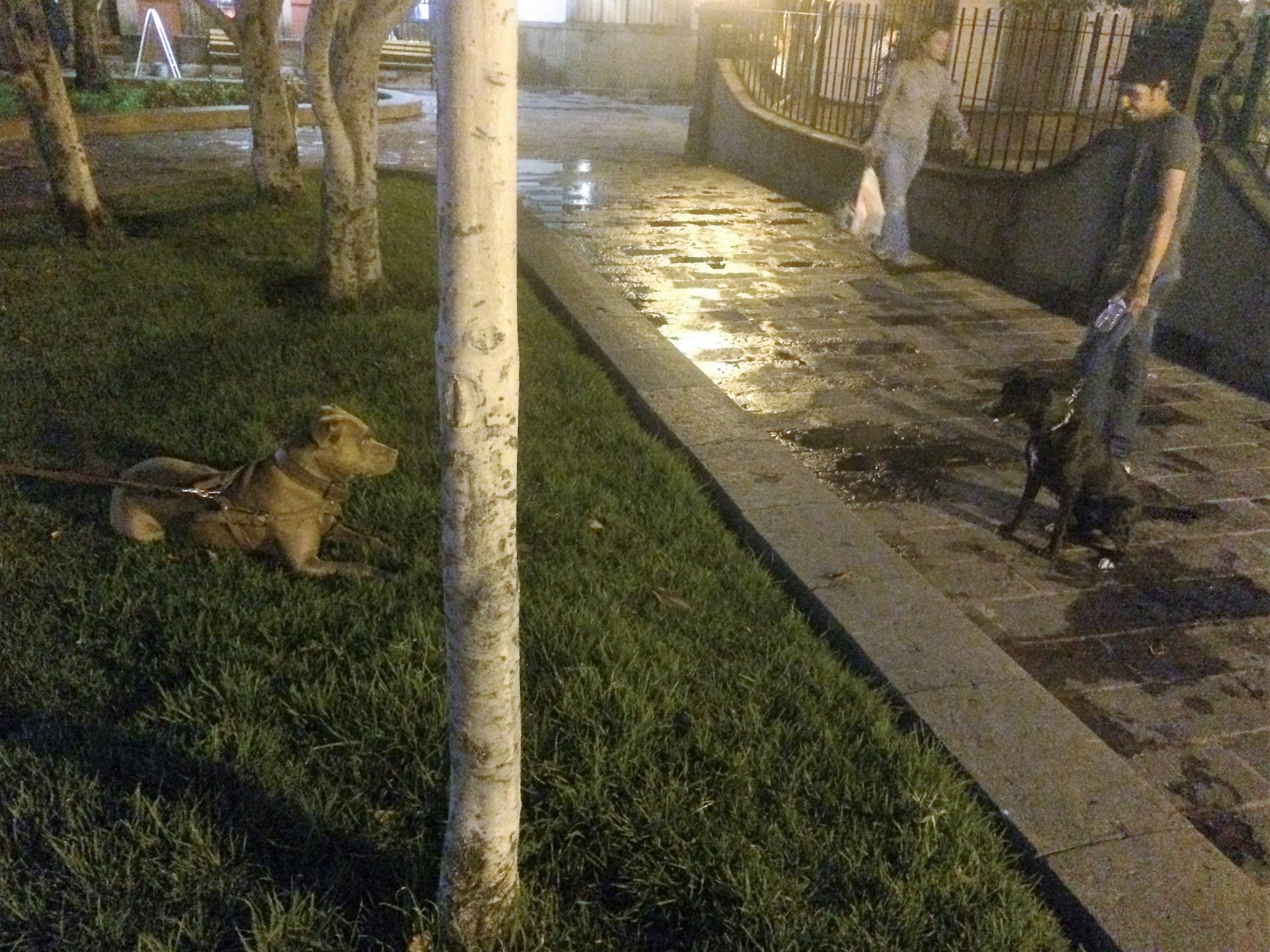 Charlie makes a new friend