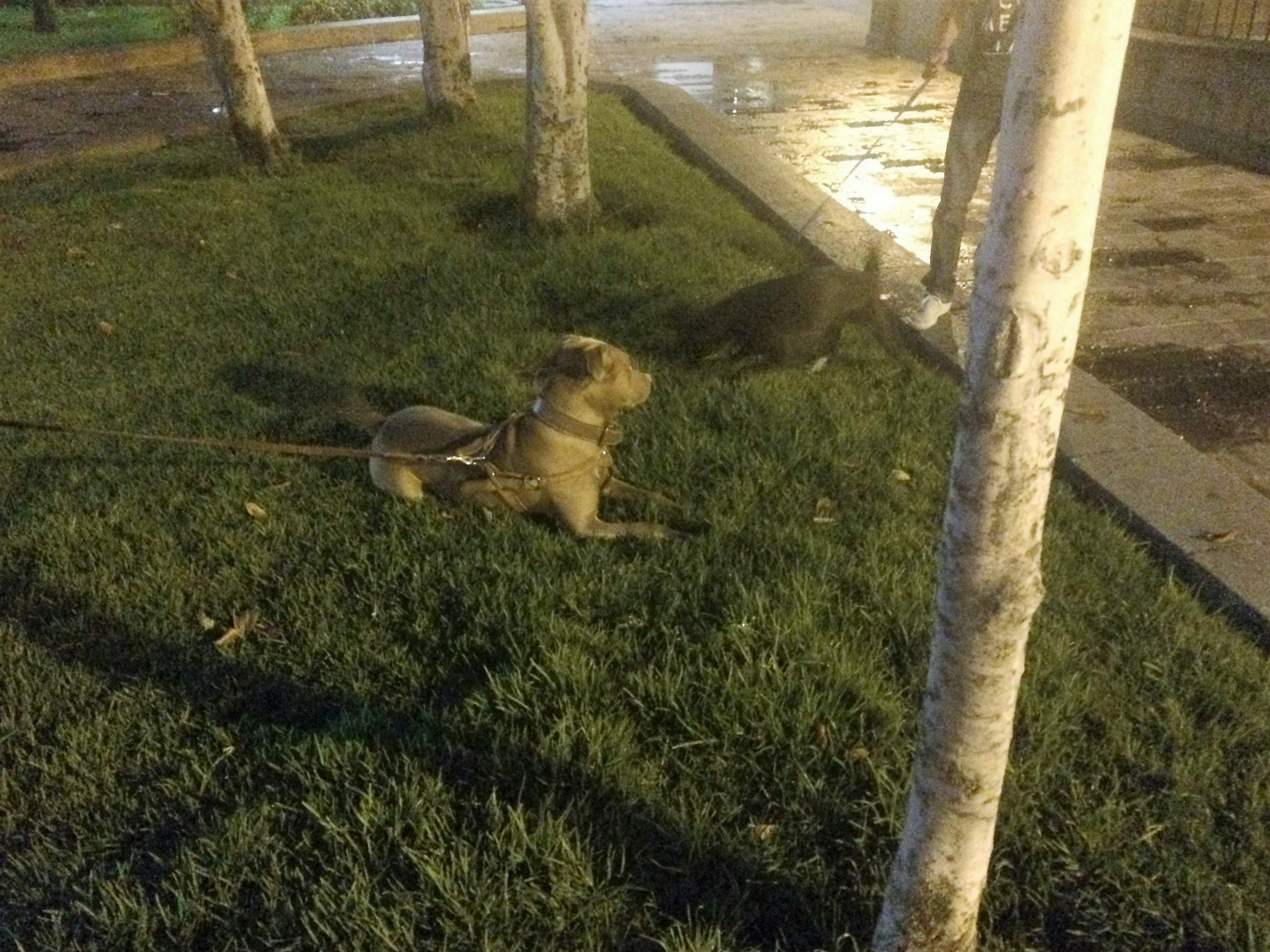 Charlie meets a friend